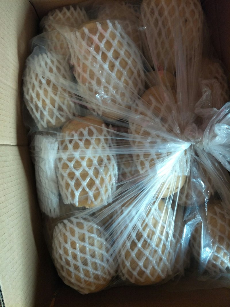 【荐】万亩土豆，青岛精品土豆，现摘现发，保质保量可接商超