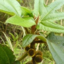 河源和平野生五指毛桃根，无硫干货，煲汤系列，量大从优