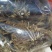 河源和平野生五指毛桃根，无硫干货，煲汤系列，量大从优