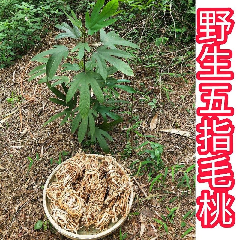 河源和平野生五指毛桃根，无硫干货，煲汤系列，量大从优