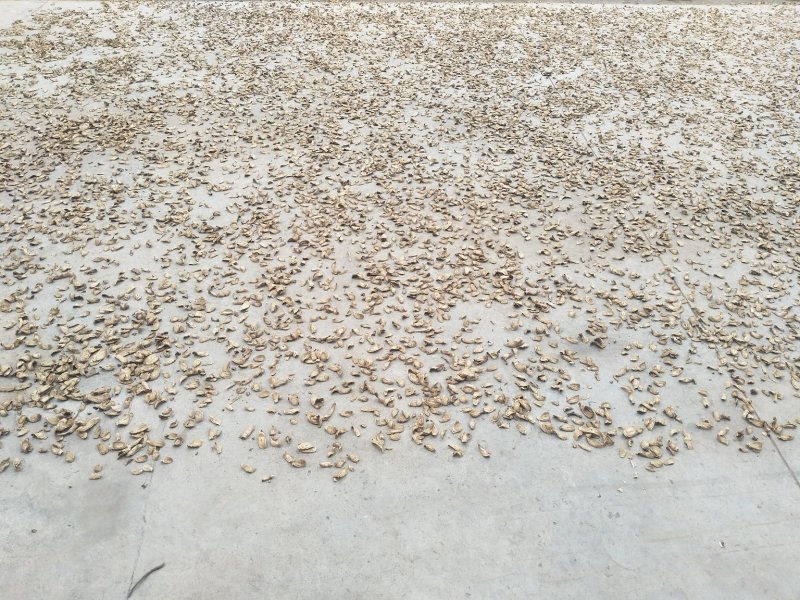 牛蒡茶片