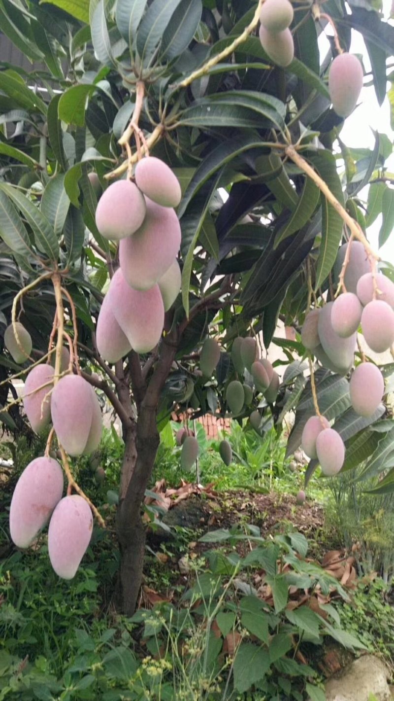 苹果芒，红像牙芒果，凯特芒果，吉露芒果