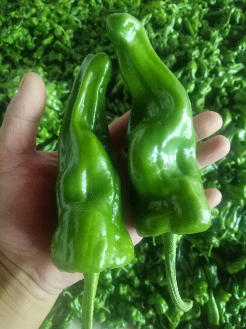 薄皮辣椒巨无霸已上市货源充足，产地直供