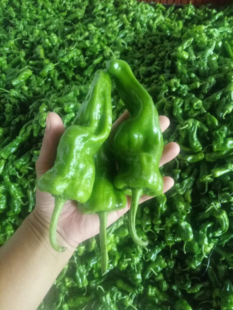 薄皮辣椒巨无霸已上市货源充足，产地直供