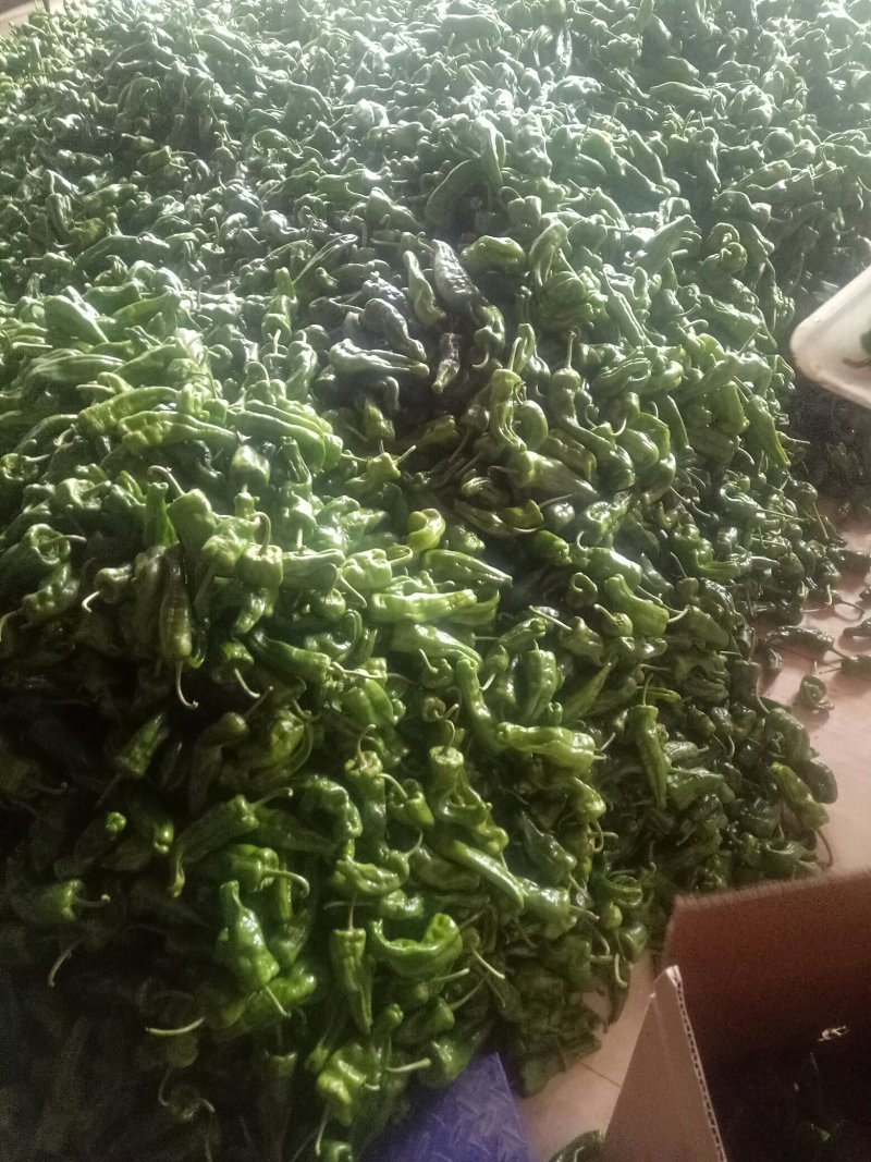 薄皮辣椒巨无霸已上市货源充足，产地直供