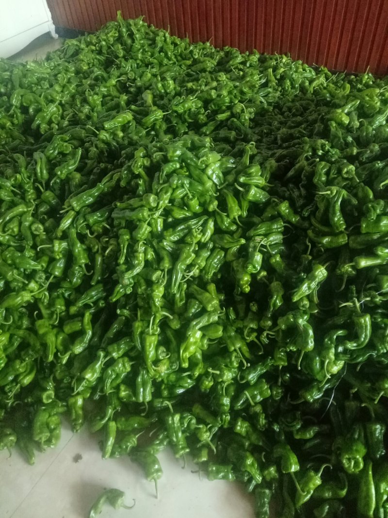 薄皮辣椒巨无霸已上市货源充足，产地直供