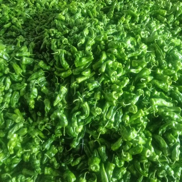 薄皮辣椒巨无霸已上市货源充足，产地直供