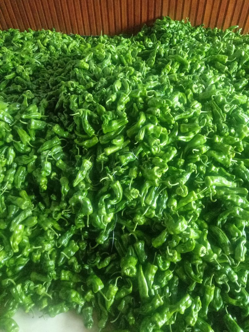 薄皮辣椒巨无霸已上市货源充足，产地直供