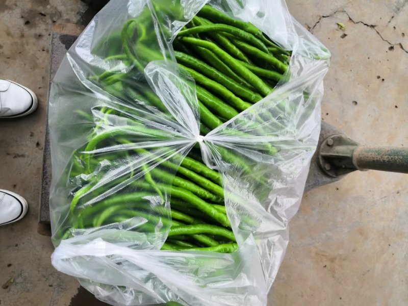 湖北恩施精品线椒，货源充足，价格美丽，欢迎各地客商