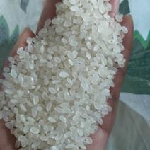 黑龙江建三江圆粒珍珠米，自产自销