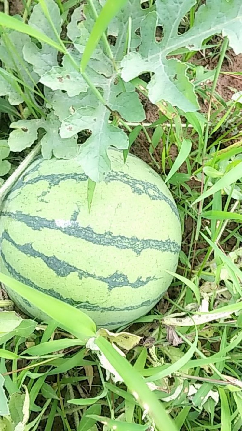 200亩基地直供露天美都，甜王西瓜，欢迎大家