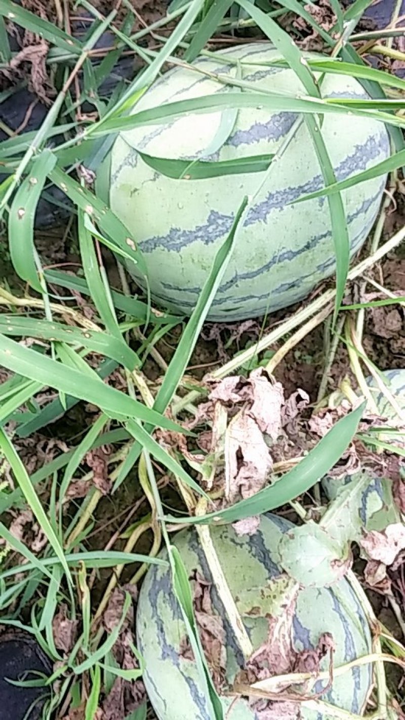 200亩基地直供露天美都，甜王西瓜，欢迎大家