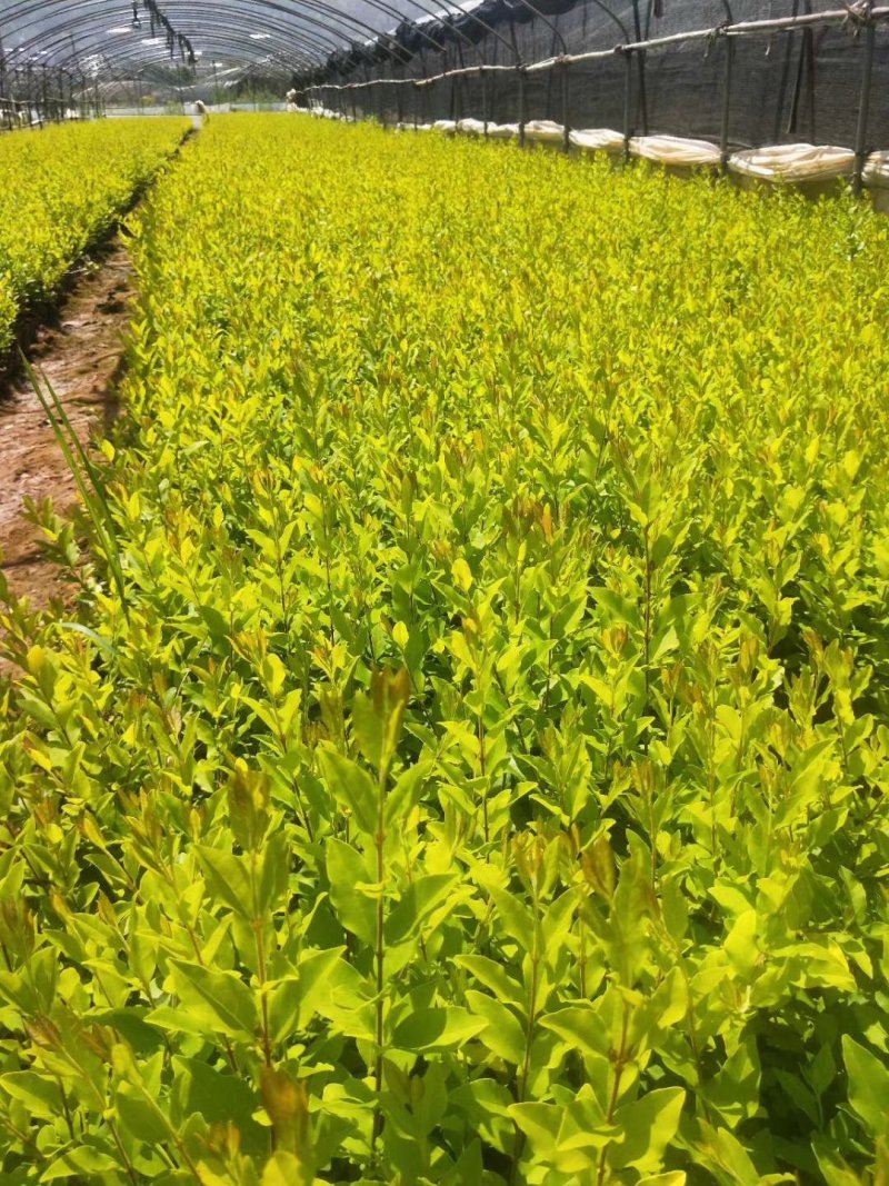 金冠女贞杯苗金冠女贞种植销售金冠女贞10杯