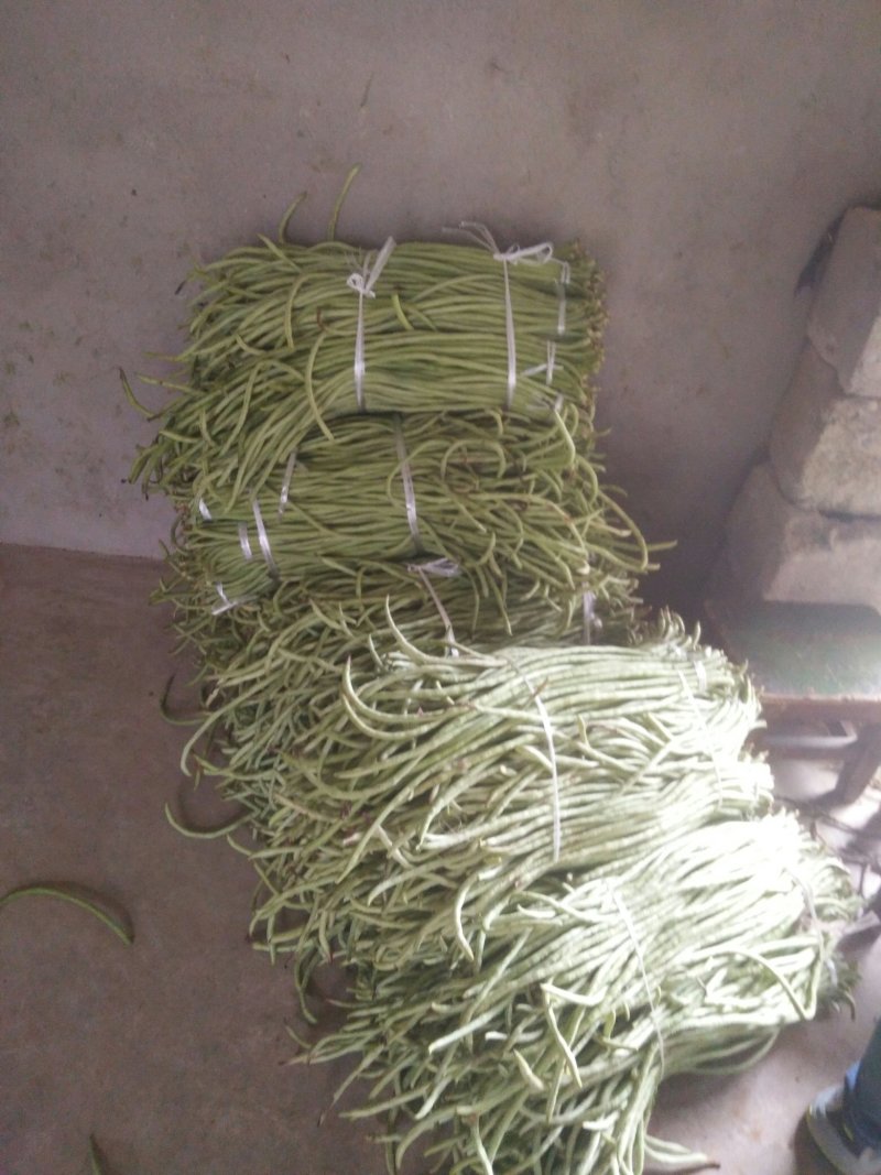 长豇豆条直货源充足量大从优，需要上货的客户赶快预订