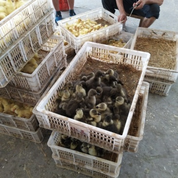 大三花鹅苗