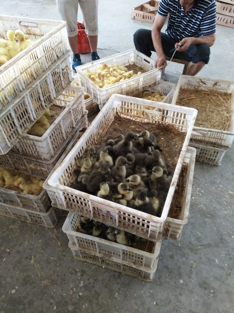 大三花鹅苗
