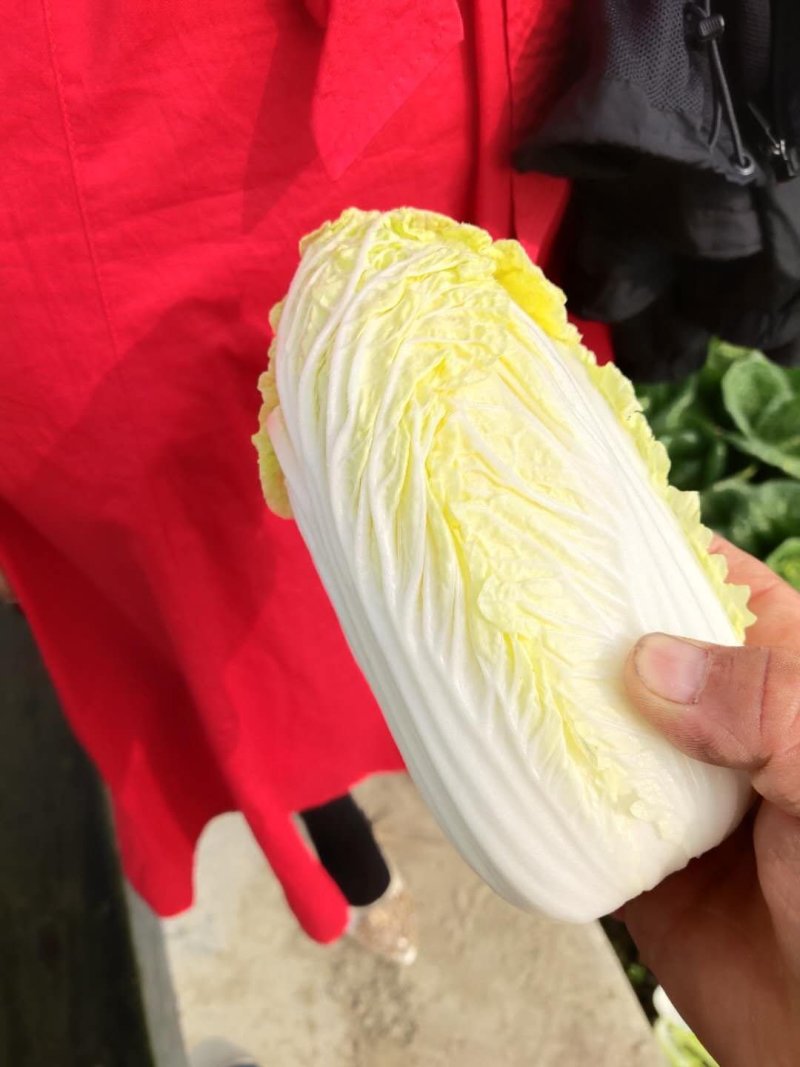 娃娃菜