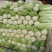 北京新三号白菜大量上市