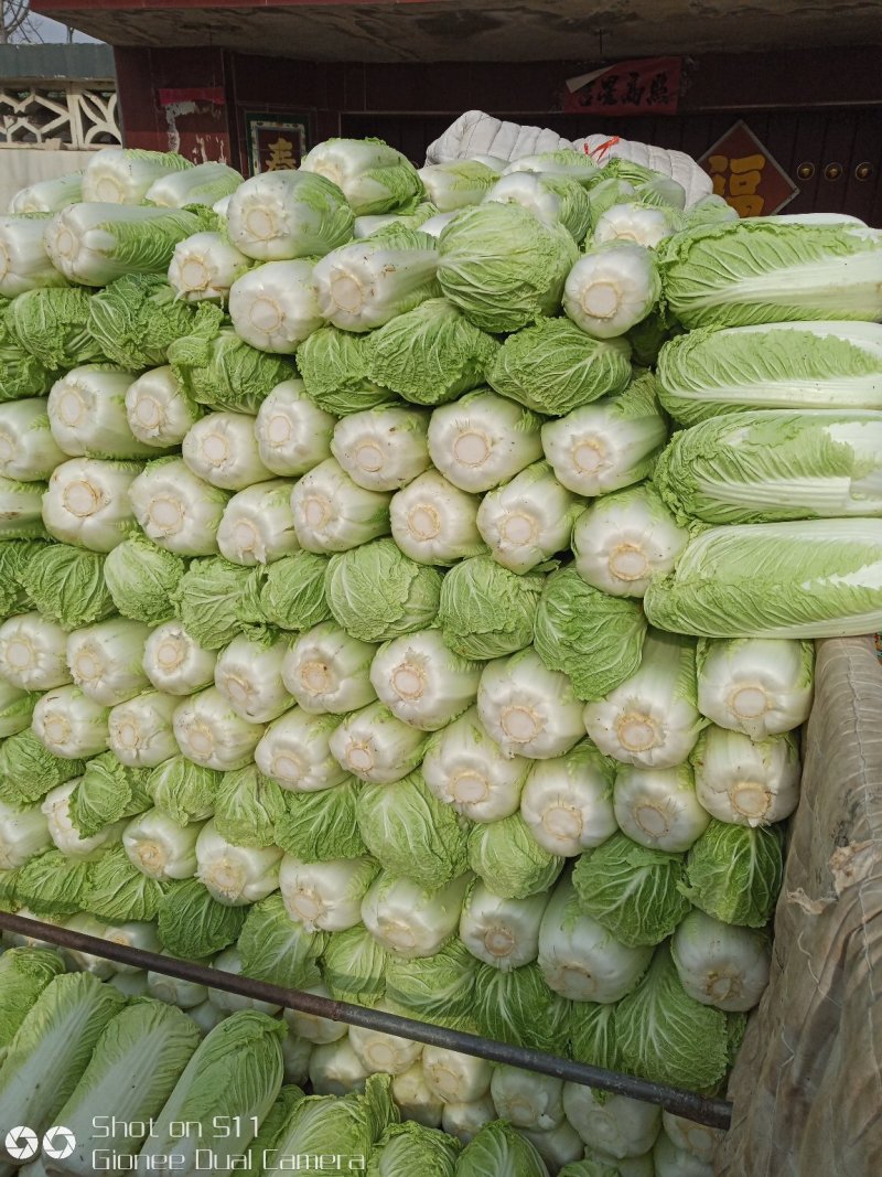 北京新三号白菜大量上市