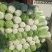 河北定州大白菜大量上市