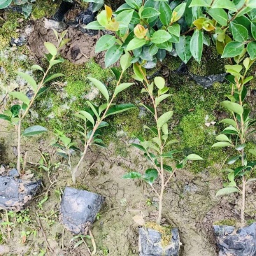 茶梅40公分高冠幅20