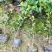 茶梅40公分高冠幅20