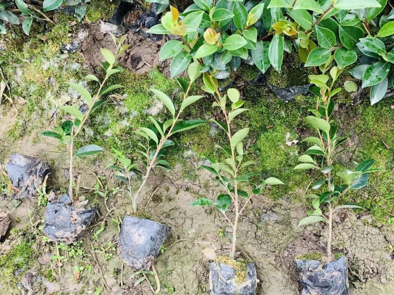 茶梅40公分高冠幅20