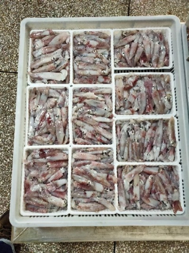 小鱿鱼一口管笔管鱼东山小管鲜嫩脆爽