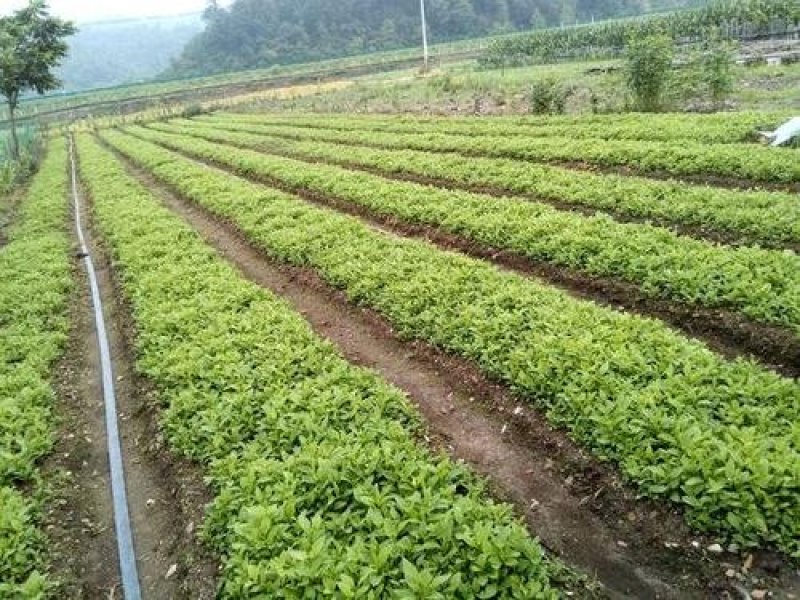 返魂草