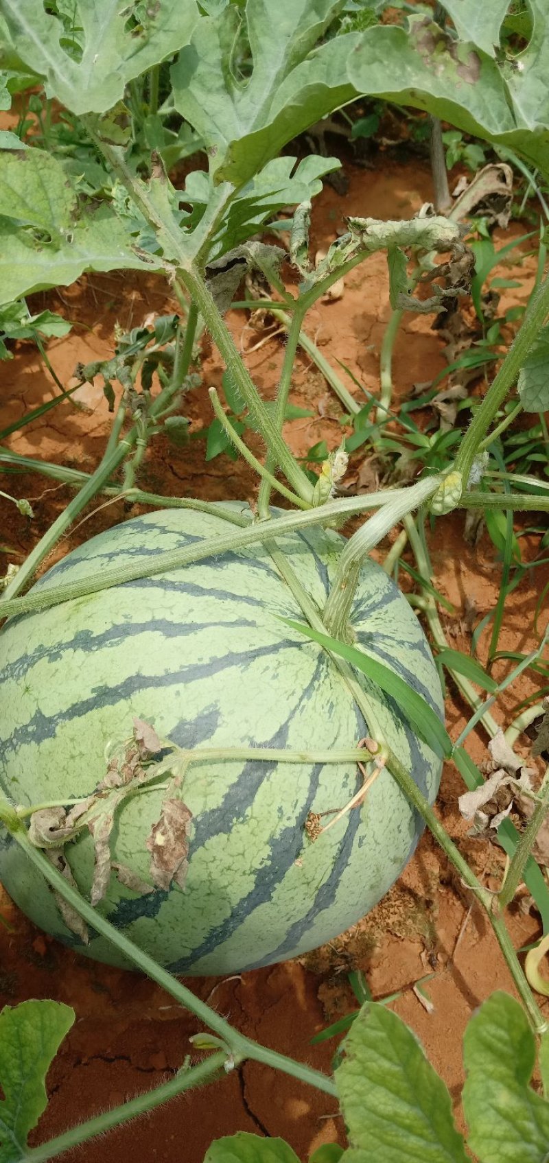西瓜8424大瓜，种在沙地上，皮薄，糖度高好吃