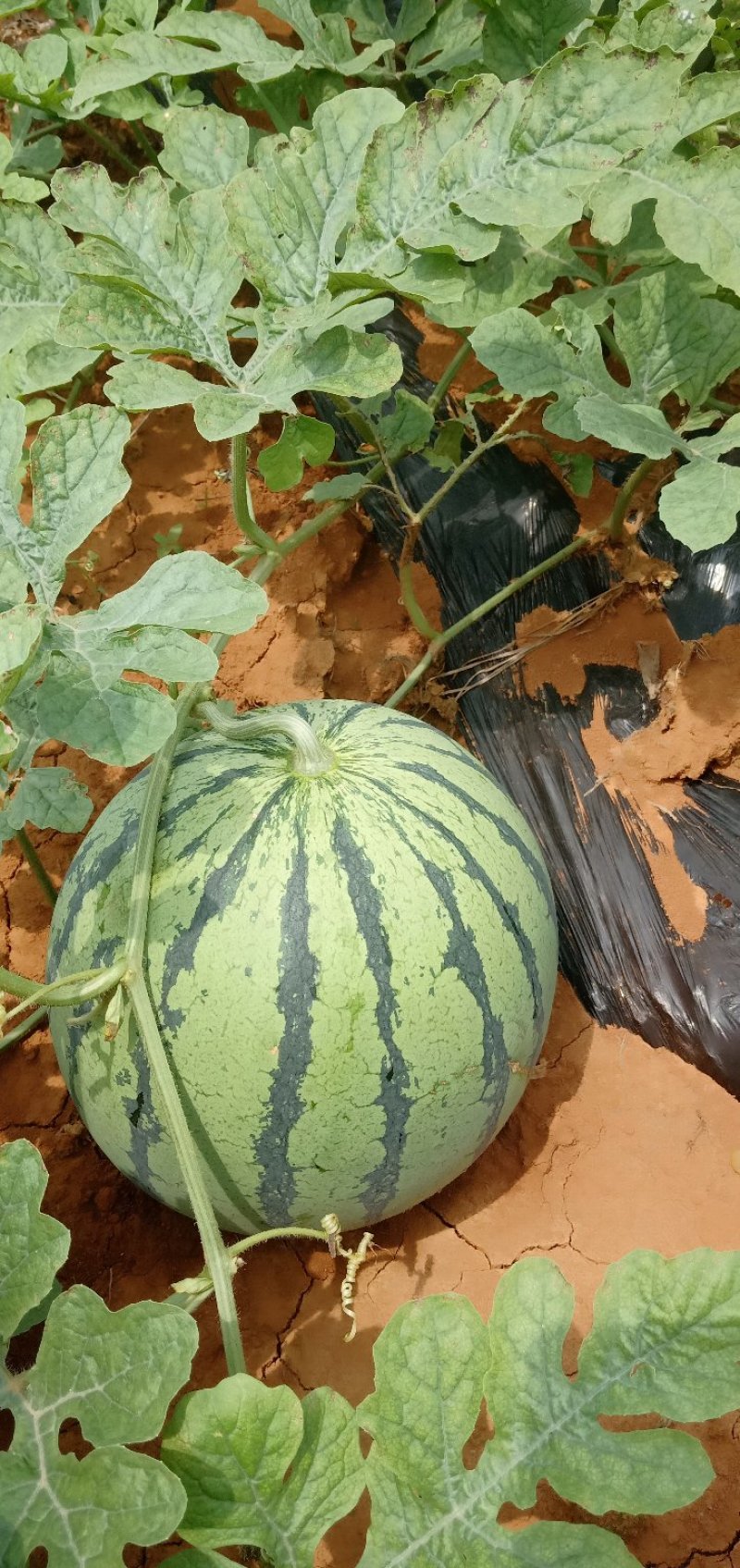 西瓜8424大瓜，种在沙地上，皮薄，糖度高好吃