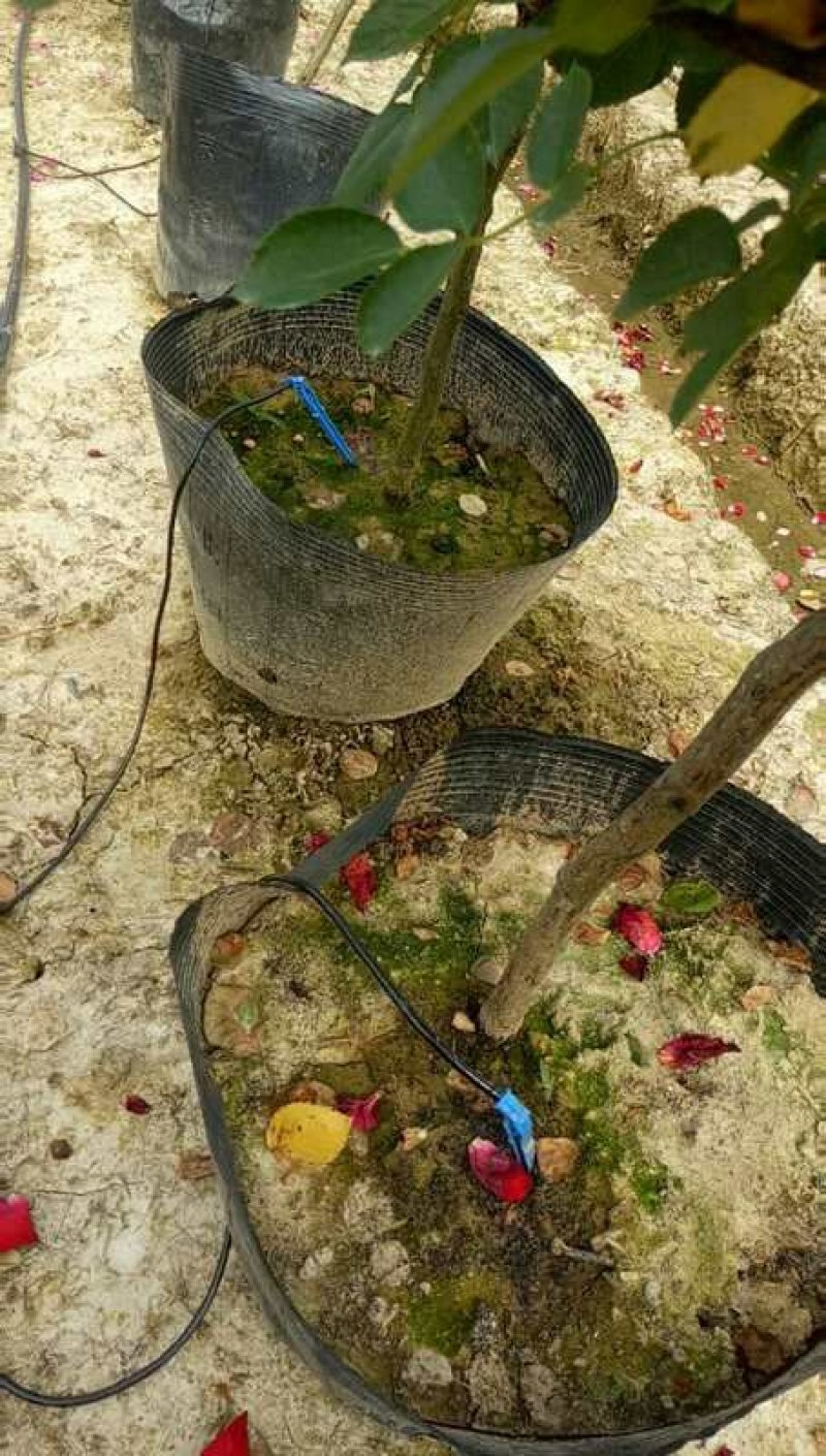 滴箭花卉、果树滴灌，距离可定制，有单箭、双箭、四箭