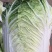黄心白菜北京3号大白菜供应全国各大市场超市