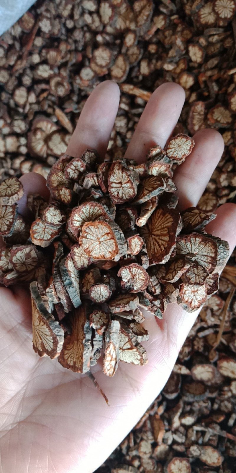 大血藤红藤各种中药材批发零售各种规格欢迎选购