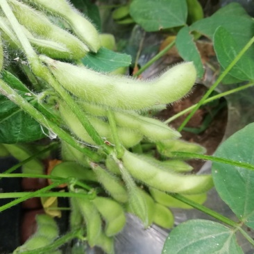 大户种植一百多亩精品沈鲜毛豆大量上市