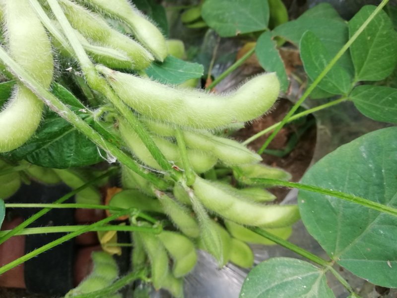 大户种植一百多亩精品沈鲜毛豆大量上市