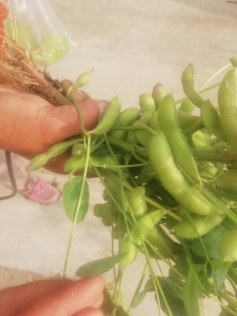 大户种植一百多亩精品沈鲜毛豆大量上市