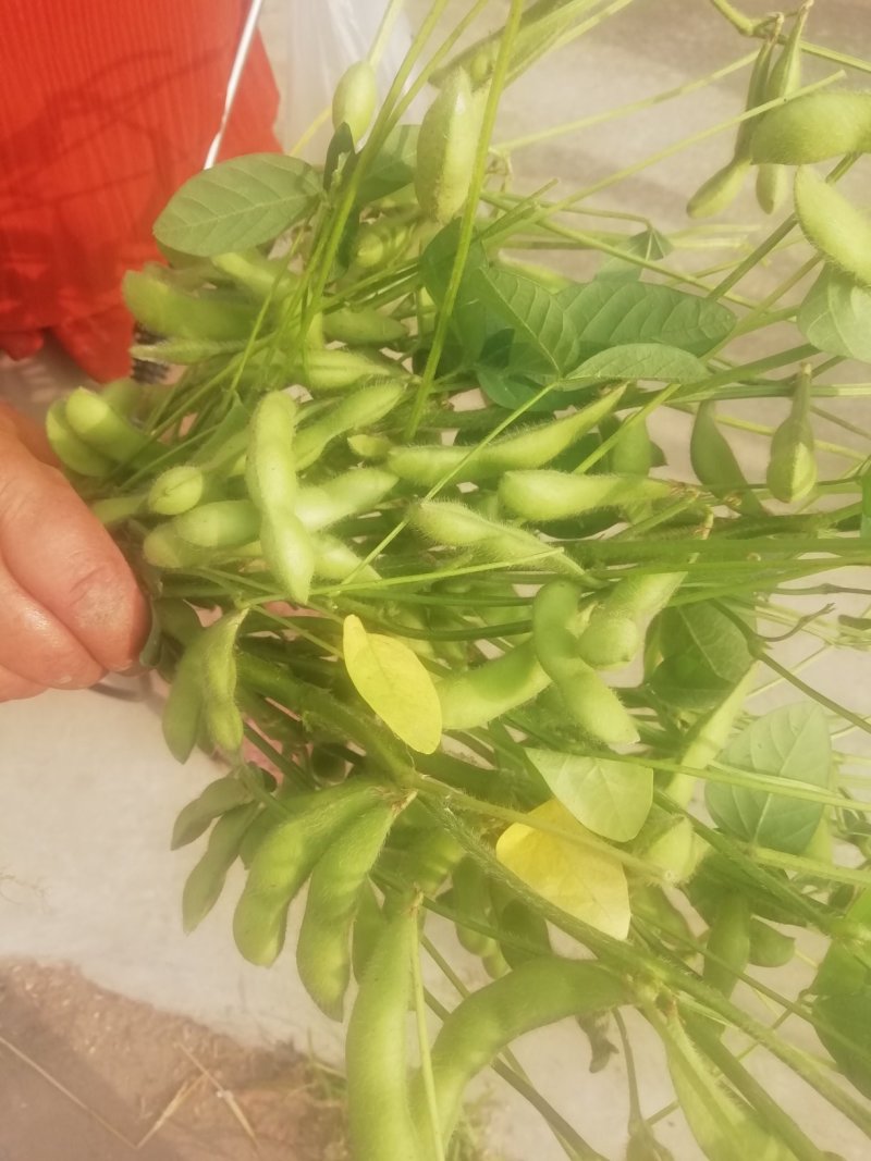 大户种植一百多亩精品沈鲜毛豆大量上市