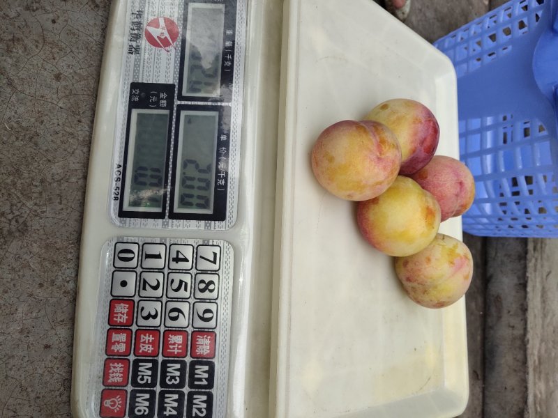 玫瑰香李子果树苗，品种好