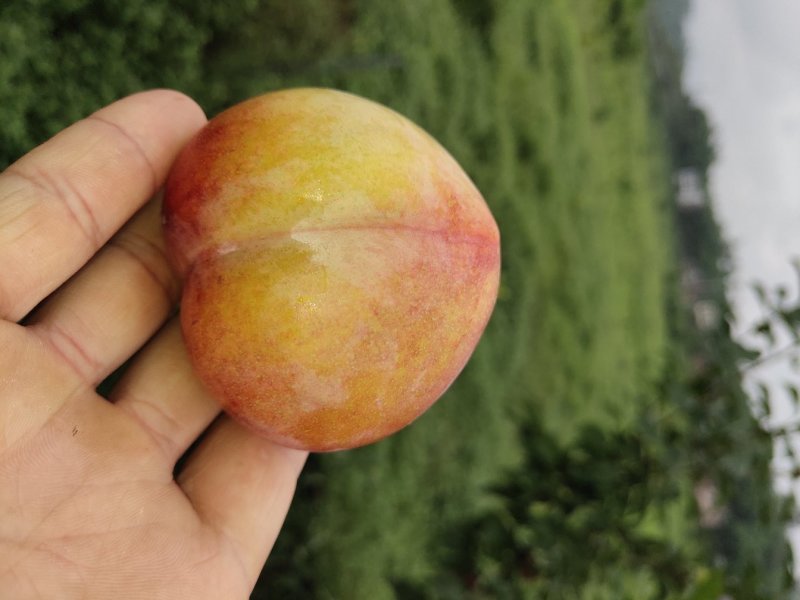 玫瑰香李子果树苗，品种好