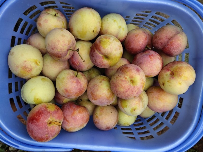 玫瑰香李子果树苗，品种好