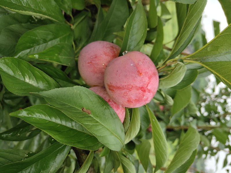 玫瑰香李子果树苗，品种好