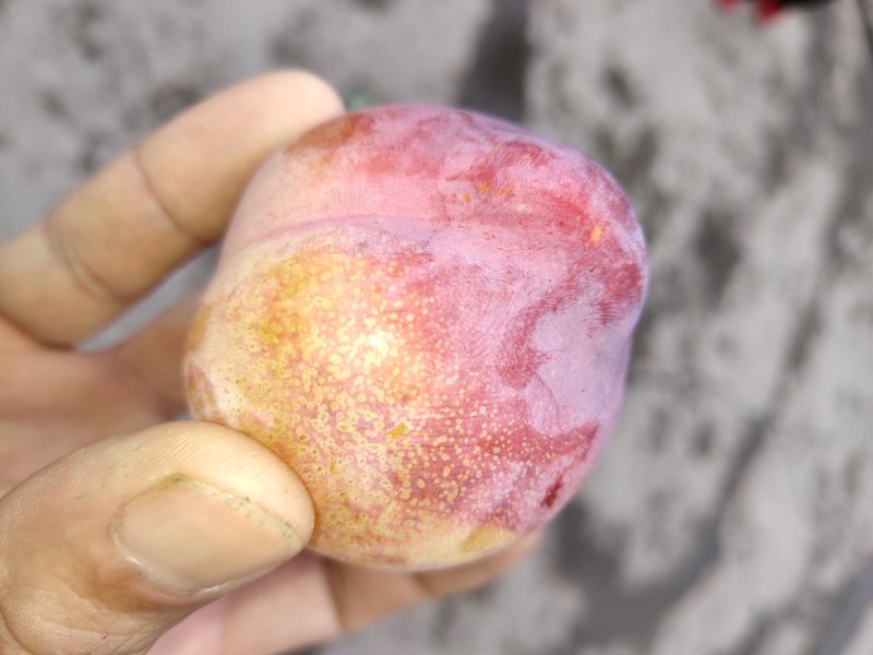 玫瑰香李子果树苗，品种好