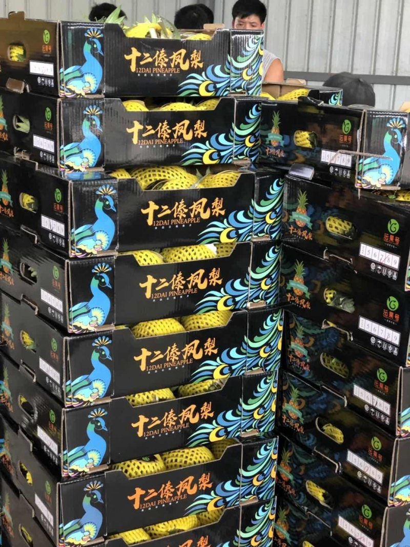 【凤梨】金钻17号凤梨全国招商，产地直发，供商超，加工厂