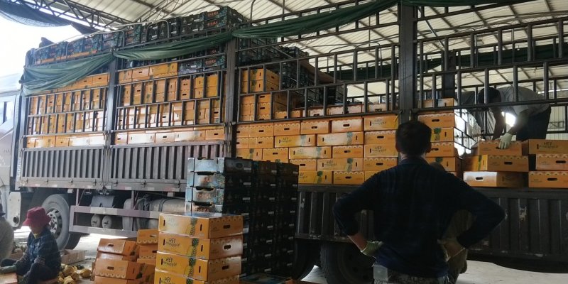 【凤梨】金钻17号凤梨全国招商，产地直发，供商超，加工厂