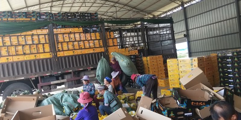 【凤梨】金钻17号凤梨全国招商，产地直发，供商超，加工厂
