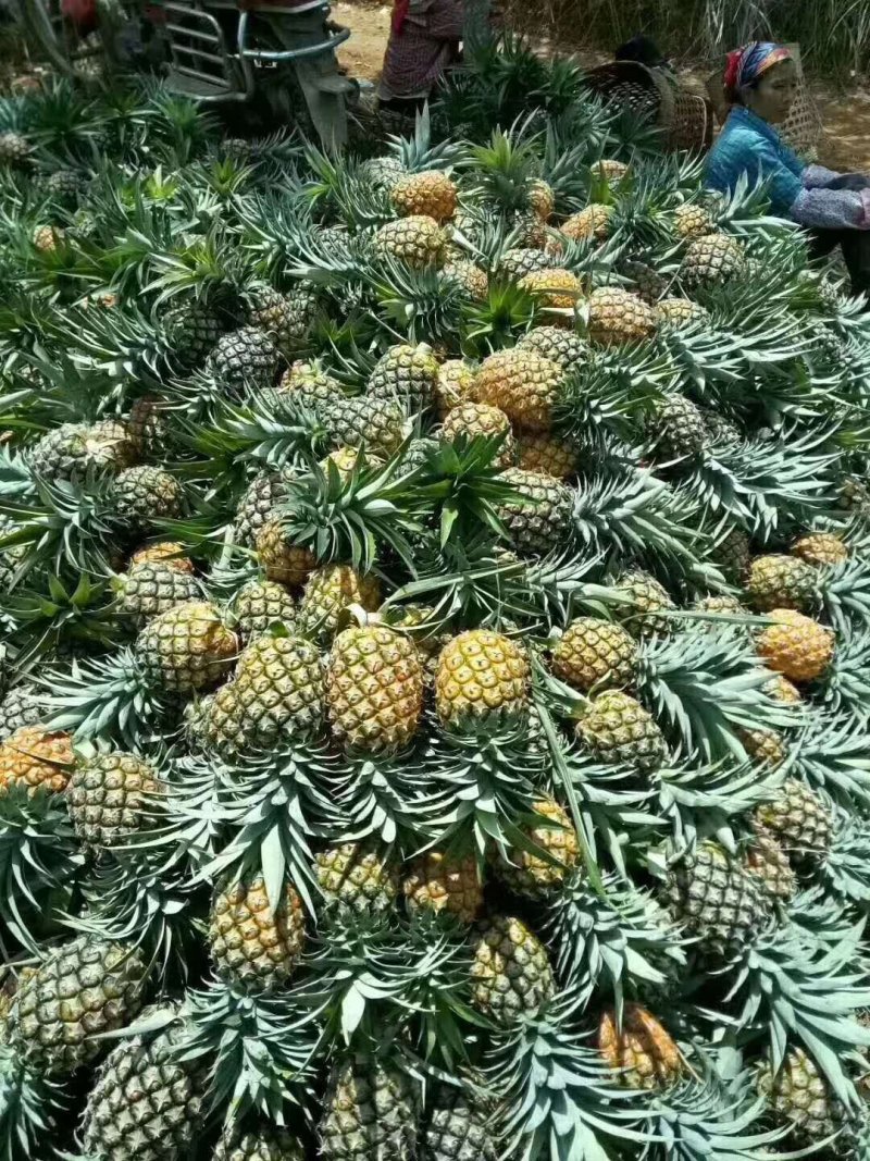 【金钻17号凤梨】超市，加工厂，批发商，，所有渠道基直供