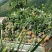 【金钻17号凤梨】超市，加工厂，批发商，，所有渠道基直供