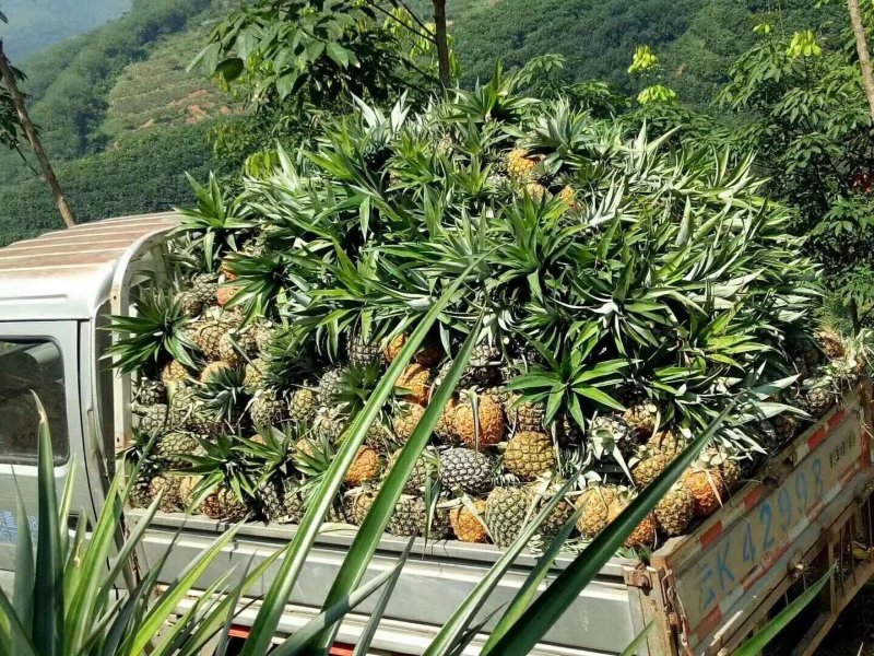 【金钻17号凤梨】超市，加工厂，批发商，，所有渠道基直供