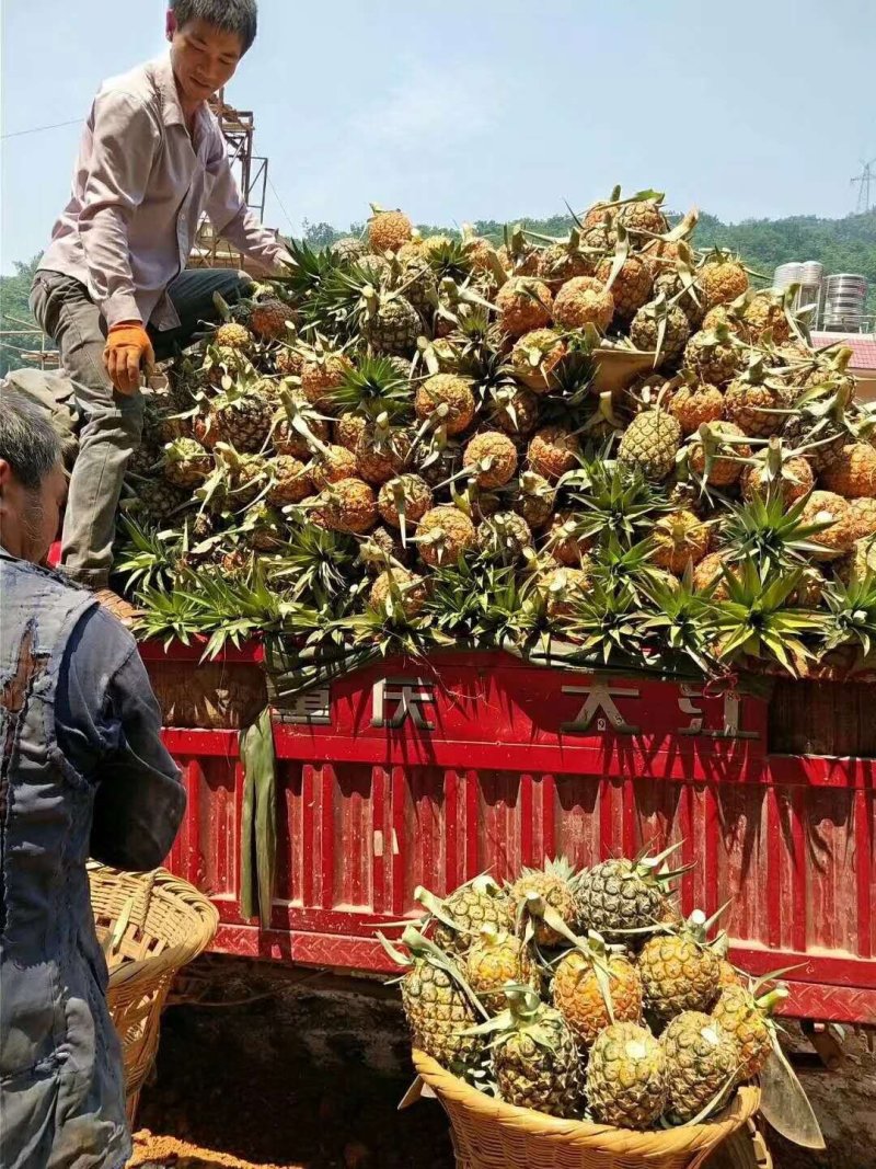 【金钻17号凤梨】超市，加工厂，批发商，，所有渠道基直供